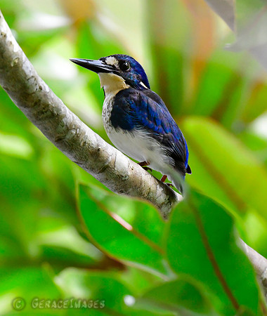 Little Kingfisher