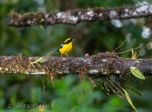 Blue-Winged Mountain Tanager