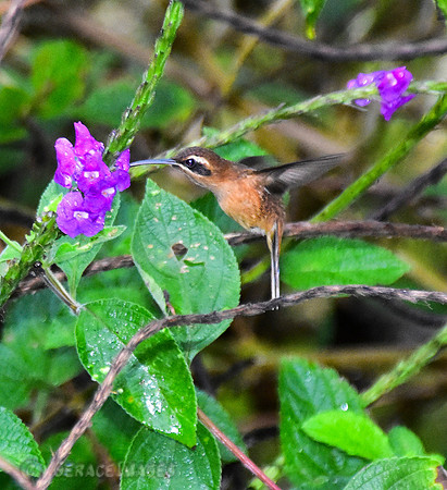Little Hermit