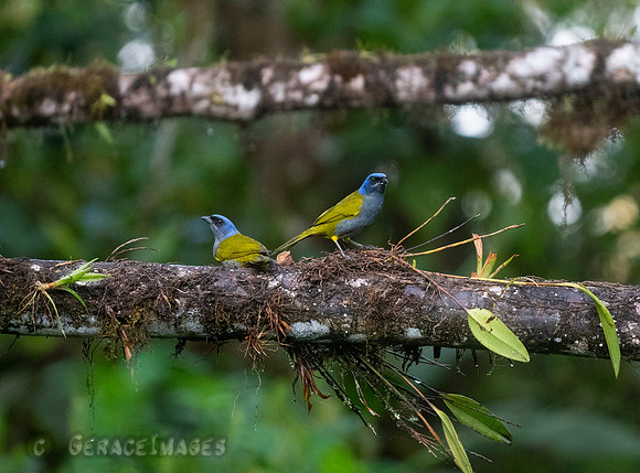 Blue-Capped Tanagers