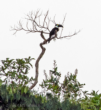 Channel-Billed Toucan
