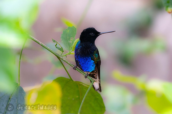 Velvet-Purple Coronet