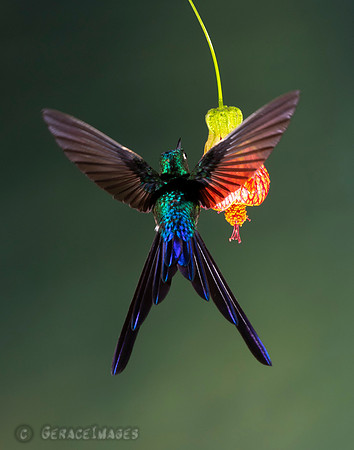 Violet-Tailed Sylph