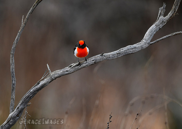 Male Red-capped Robin