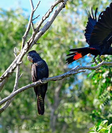 Female & Male Red-tailed Black Cockatoos