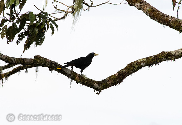 Oropendola