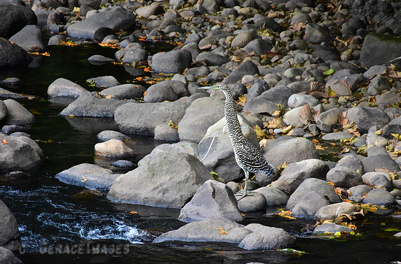 Fasciated Tiger Heron