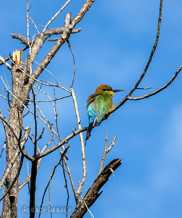 Rainbow Bee-Eater