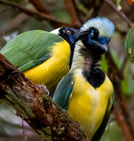 Green Jays