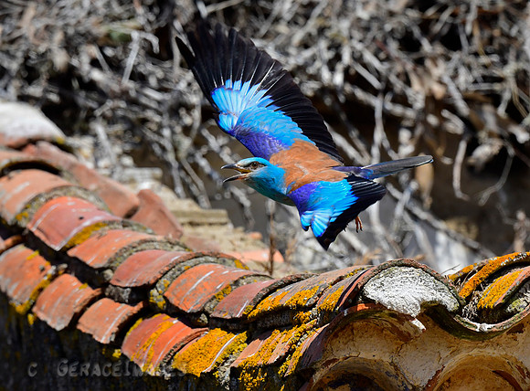 European Roller. See more in my Alentejo & Birds of Alentejo Gallery