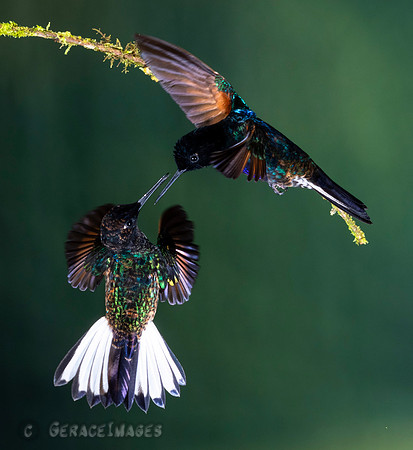 2 Velvet-Purple Coronets
